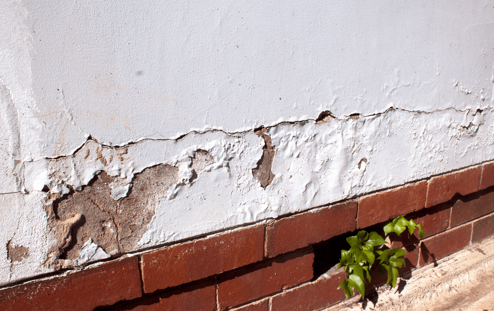 Damp Proof Course Failure: Warning Signs and Solutions